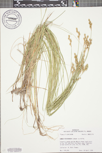 Carex festucacea image