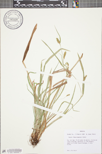 Carex flaccosperma image