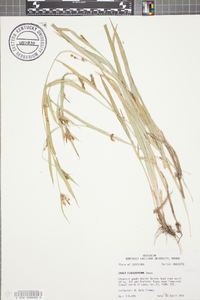 Carex flaccosperma image