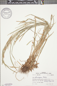 Carex flaccosperma image