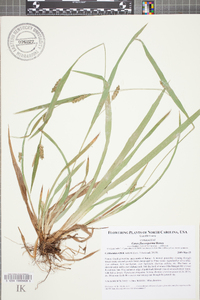 Carex flaccosperma image