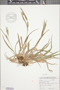 Carex glaucodea image