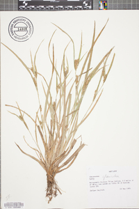 Carex glaucodea image