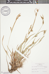 Carex flaccosperma image