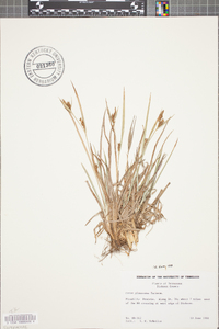 Carex glaucodea image