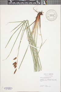 Carex glaucescens image