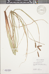 Carex glaucescens image