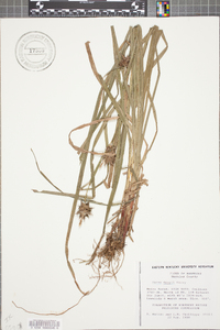 Carex grayi image