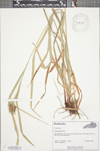 Carex grayi image