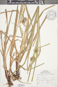 Carex grayi image