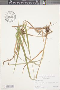 Carex grayi image