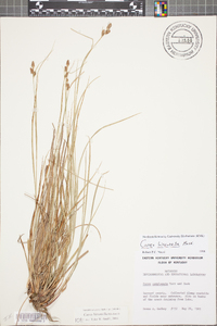 Carex complanata image