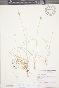 Carex leavenworthii image