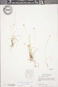 Carex leavenworthii image