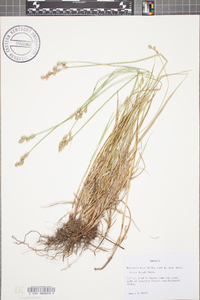 Carex longii image