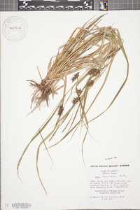 Carex louisianica image