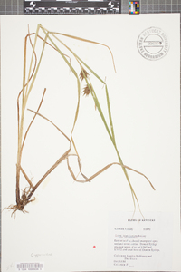 Carex louisianica image