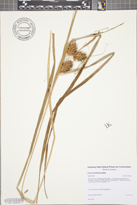 Carex louisianica image