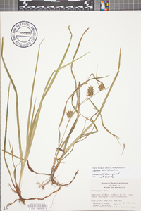 Carex grayi image