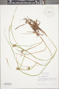 Carex louisianica image