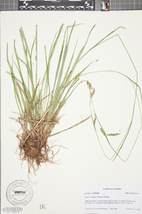 Carex oxylepis image