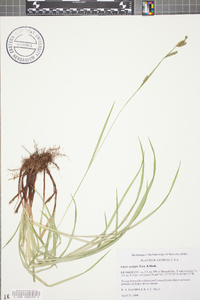 Carex oxylepis image