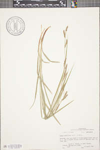 Carex oxylepis image