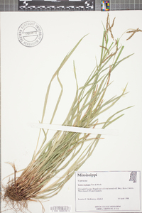 Carex oxylepis image