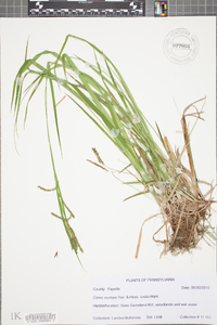 Carex oxylepis image