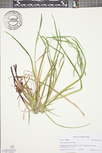 Carex oxylepis image