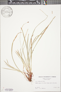 Carex pedunculata image