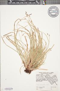 Carex pedunculata image