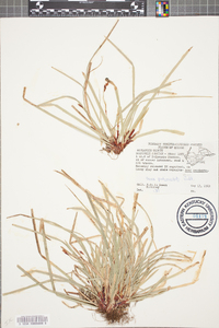 Carex pedunculata image