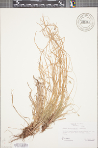 Carex physorhyncha image