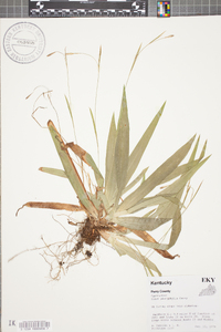 Carex platyphylla image