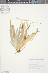 Carex platyphylla image