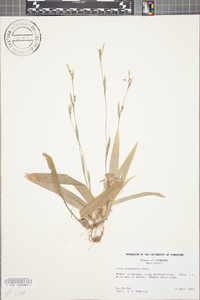 Carex platyphylla image