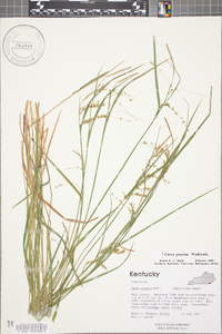 Carex prasina image