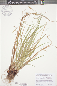 Carex purpurifera image