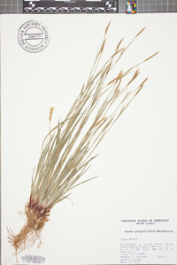 Carex purpurifera image