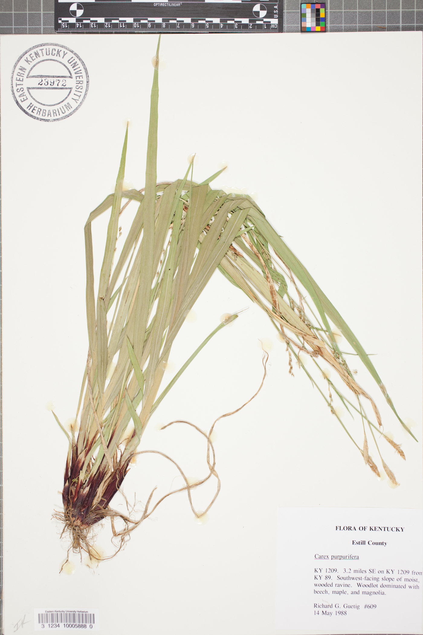 Carex purpurifera image