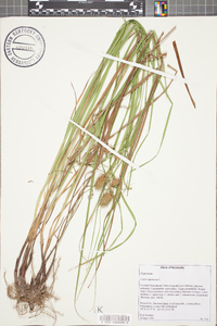 Carex squarrosa image