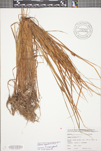 Carex typhina image