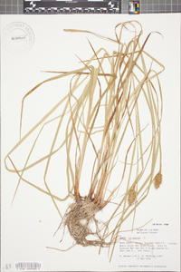 Carex squarrosa image