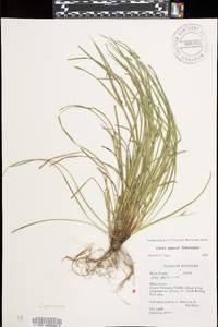 Carex jamesii image