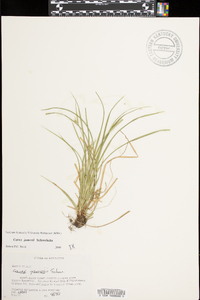 Carex jamesii image