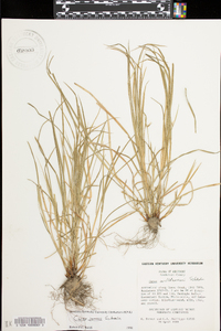 Carex willdenowii image