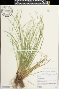 Carex jamesii image