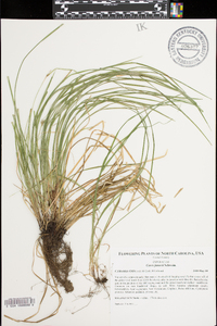 Carex jamesii image