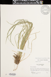 Carex jamesii image